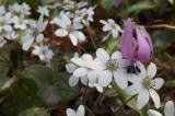 ３月　大好きな新潟でお花見